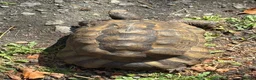 Tortoise reptiles for sale: Marginated and Spur Thighed Tortoises  - Advert 8