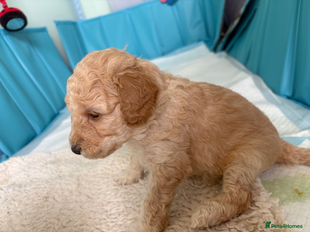 Toy Poodle dogs for sale: Stunning litter of Toy Poodles - Image 10