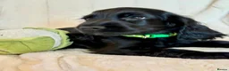 Cocker Spaniel dogs for sale: Health Tested KC Reg Showline Cocker Spaniel Pups - Advert 24