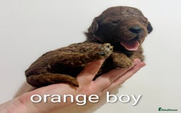 Miniature Poodle dogs for sale: MINIATURE POODLE PUPPIES.   - Advert 29