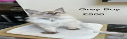 Ragdoll cats for sale: 💖Fabulous Pure Ragdoll Kittens Waiting for Love❤️ - Advert 7