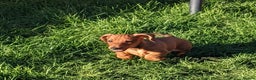 Miniature Dachshund dogs for sale: CH sired PRA IVDD mini smooth haired Dachshunds   - Advert 6