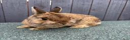 Netherland Dwarf rabbits for sale: Friendly Netherland dwarf rabbit  in Gateshead - Advert 1