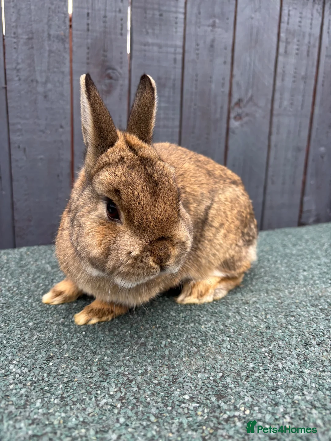 Netherland Dwarf rabbits for sale: Friendly Netherland dwarf rabbit  in Gateshead - Advert 1