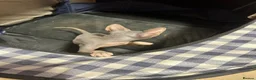Sphynx cats for sale: Cleo is looking for a loving home  - Advert 10