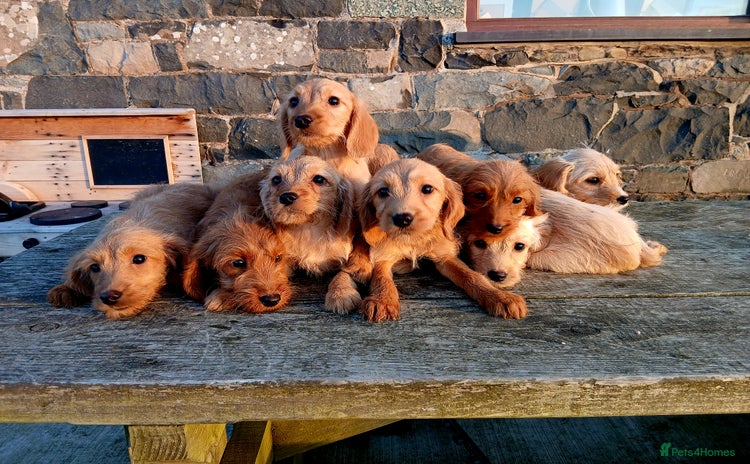 Labradoodle dogs - Advert 1