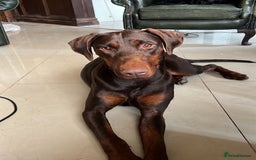 Dobermann dogs for sale: Champion Bloodline Dobermann female  - Image 1