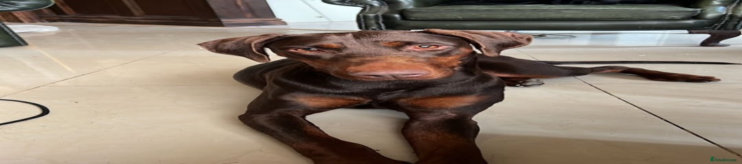Dobermann adult female