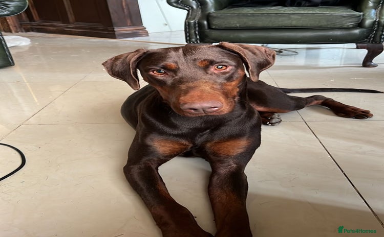 Dobermann dogs - Advert 2
