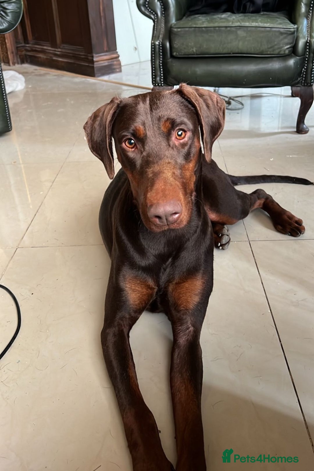 Dobermann dogs for sale: Champion Bloodline Dobermann female  - Image 1