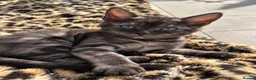Bengal cats for sale: Pure Beautiful Pedigree Silver Bengals - Advert 2