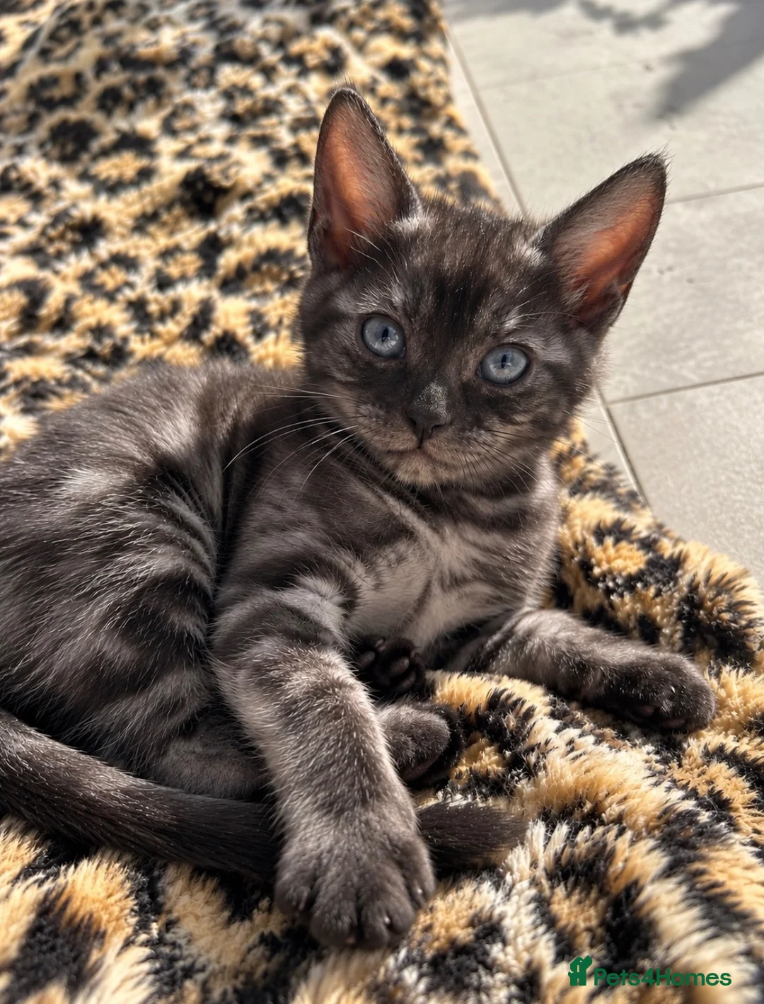 Bengal cats for sale: Pure Beautiful Pedigree Silver Bengals - Advert 2