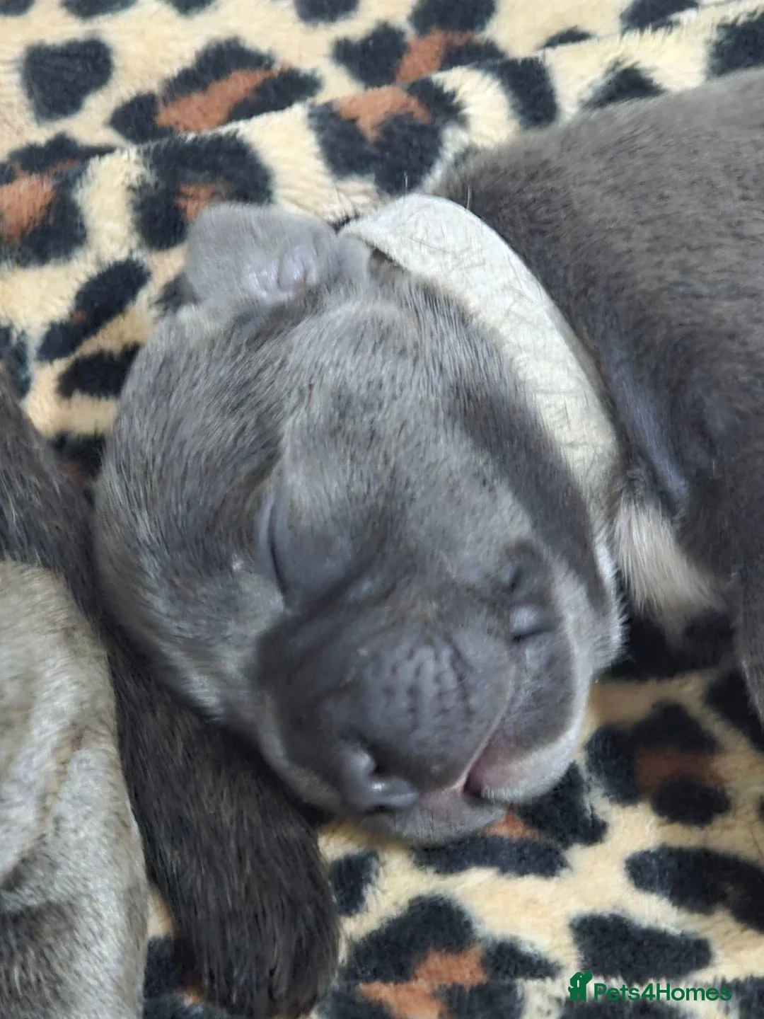 Staffordshire Bull Terrier dogs for sale: Strong PURE Blue Eng Staffordshire Bull Terrier - Advert 4