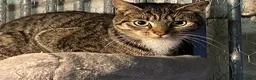 Mixed Breed cats for sale: Beautiful kittens  - Advert 16