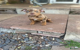 American Bully dogs for sale: 🚨🚨 chocolate tri merls 🚨🚨 - Image 2
