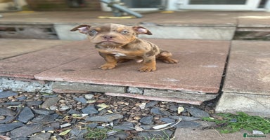 American Bully dogs - Advert 1