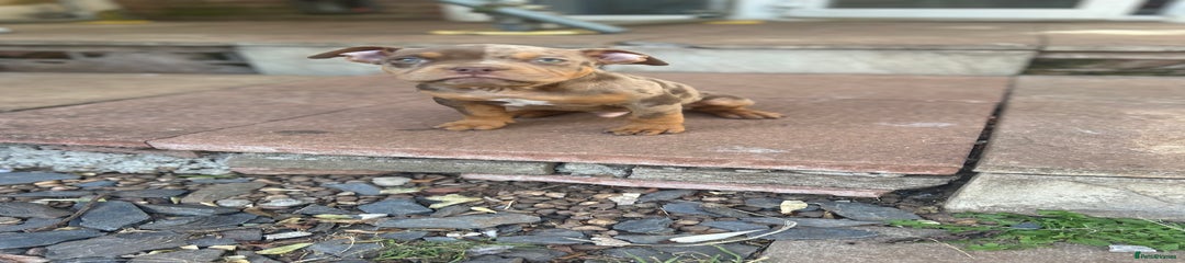 American Bully Puppy 2