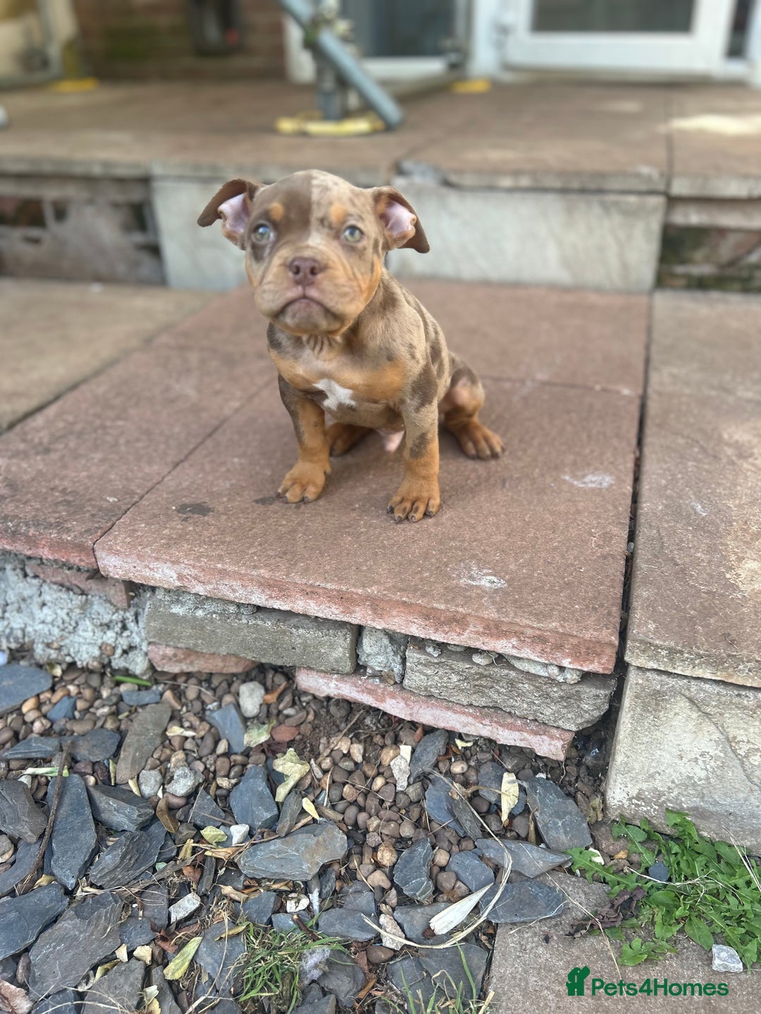 American Bully dogs for sale: 🚨🚨 chocolate tri merls 🚨🚨 - Image 2