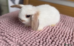 Mini Lop rabbits for sale: 4 baby mini lop bunnies  - Image 11