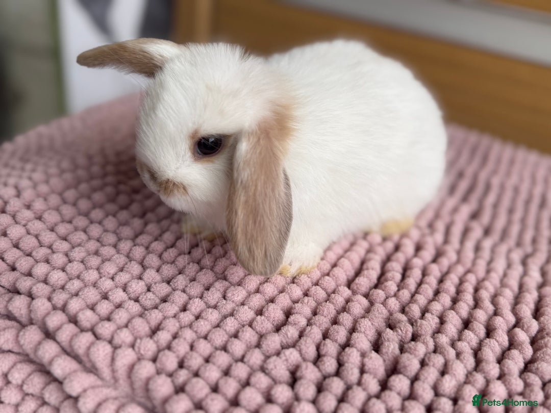 Mini Lop rabbits for sale: 4 baby mini lop bunnies  - Image 11
