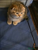 Scottish Fold cats 🤩💖LAST BOY kittens with rare colouring🥰 - Advert 2