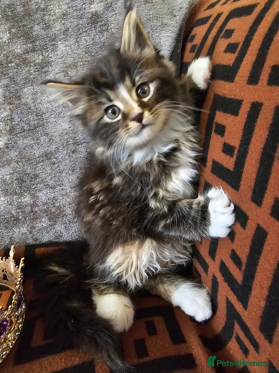 Maine Coon cats for sale:  Beautiful Siberian x Maine Coon Kittens Available - Advert 5
