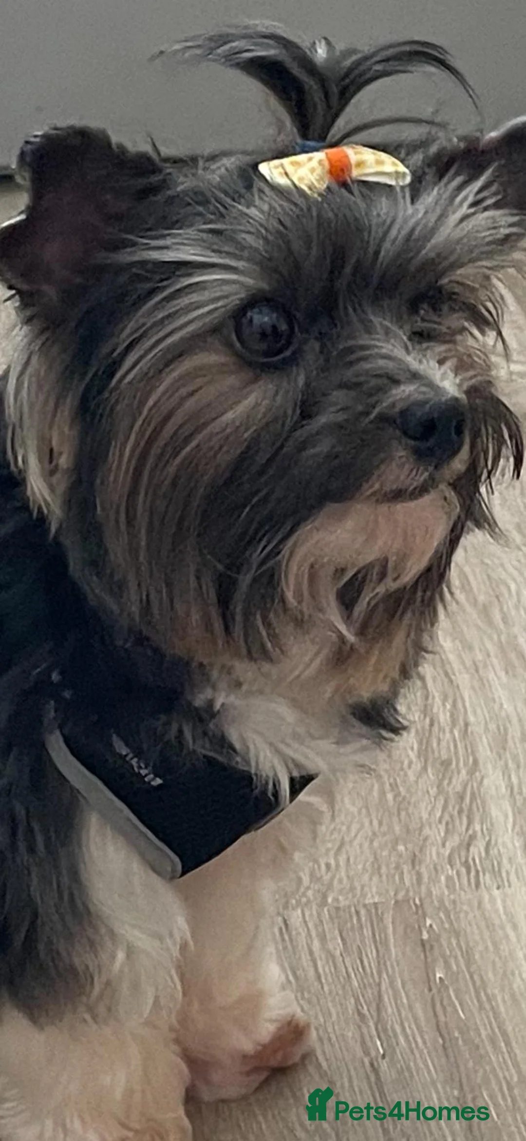 Yorkshire Terrier dogs for stud: Purebred BiewerTerrier/ColourfulYorkie Proven Stud in Merthyr Tydfil - Advert 7