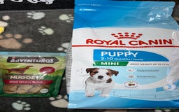 Toy Poodle dogs for sale: Gorgeous Fox Red Toy Poodle Females😍 - Image 21