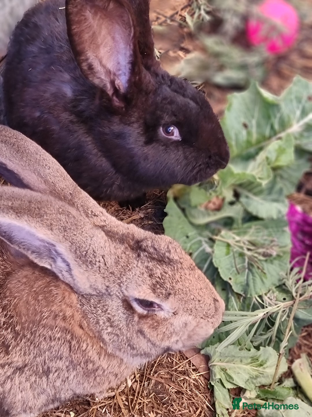 Continental Giant rabbits for sale: Black continental rabbits  - Advert 4