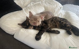 Bengal cats for sale: Snow & charcoal - Image 10