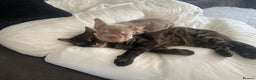 Bengal cats for sale: Snow & charcoal - Advert 10