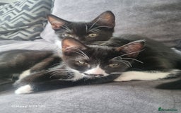 Domestic Shorthair cats for sale: three male kittens  - Image 7