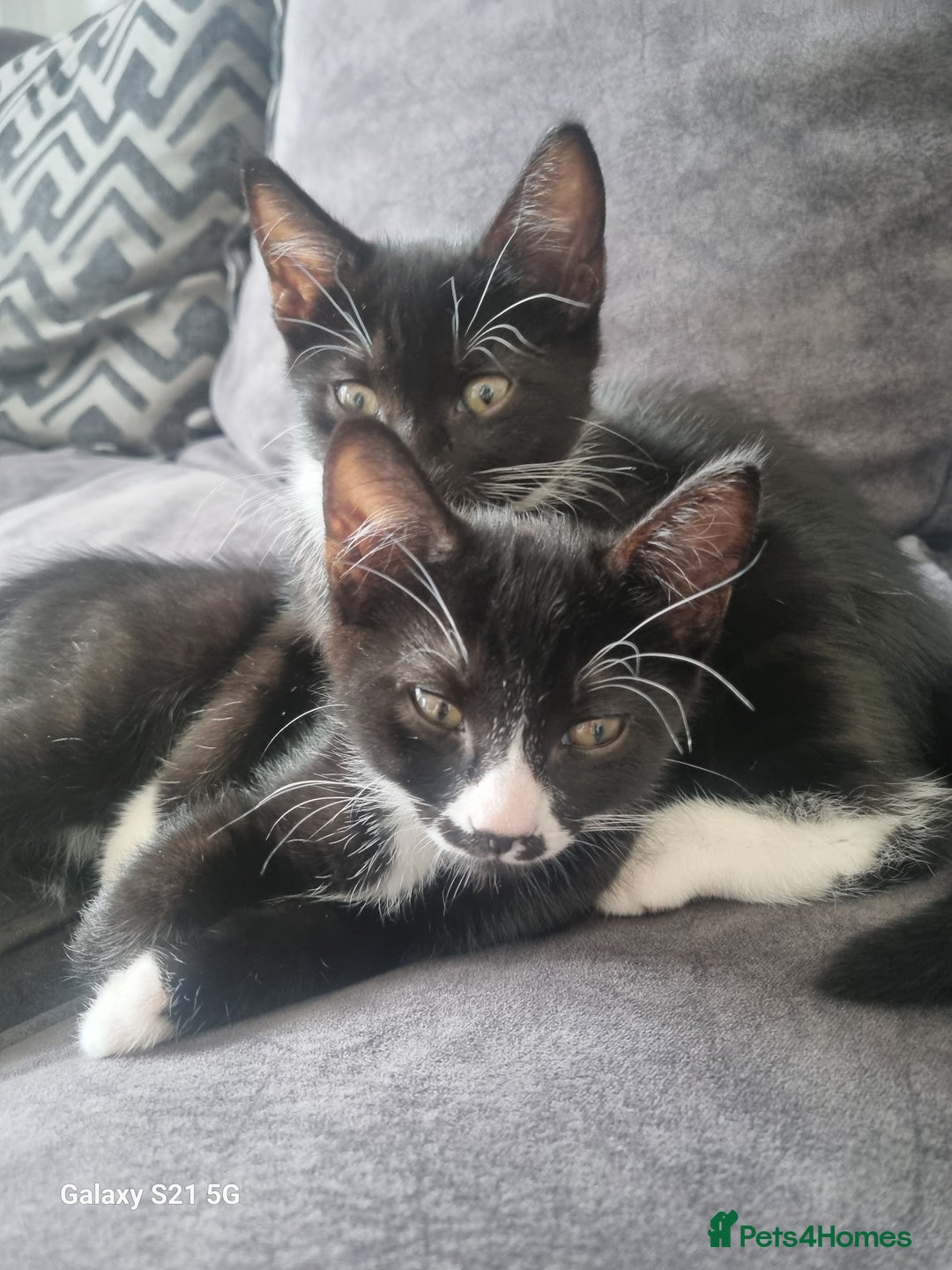 Domestic Shorthair cats for sale: three male kittens  - Image 7