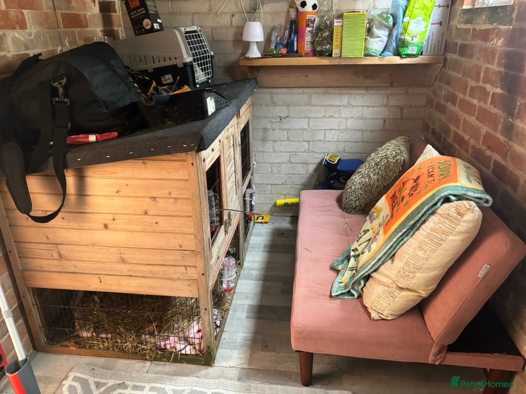 Rex rabbits for sale: 2 x handsome boys & full hutch/equipment  - Advert 8