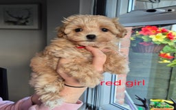 Maltipoo dogs for sale: F1 Maltipoo puppies 🐶 Just 2 girls remaining  - Advert 33