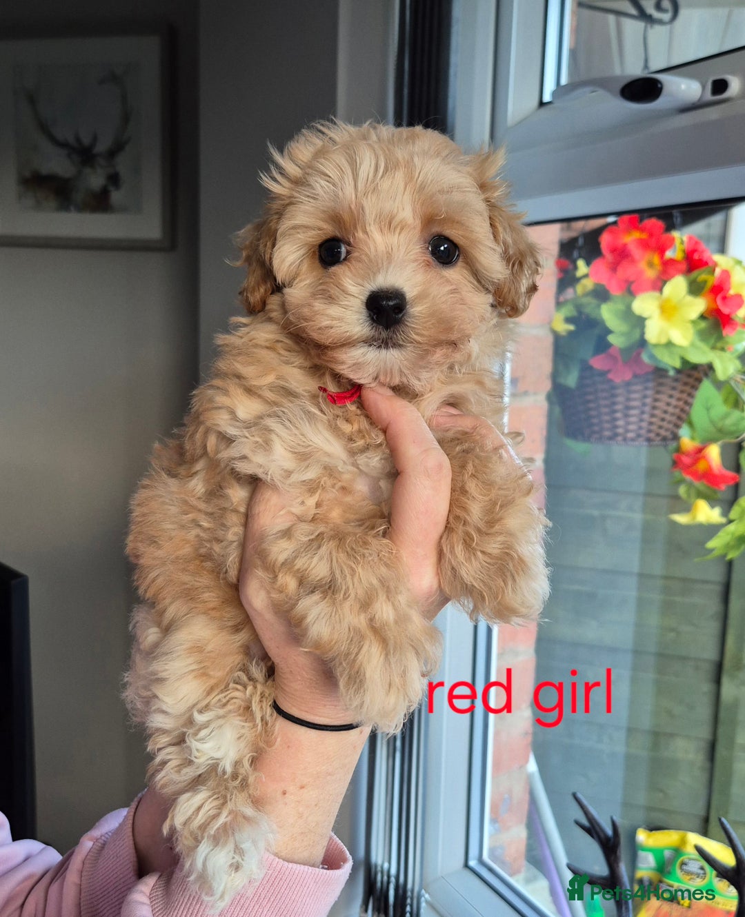 Maltipoo dogs for sale: F1 Maltipoo puppies 🐶 Just 2 girls remaining  - Advert 33