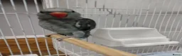 Parrots birds for sale: Indian ring neck parrot  in London - Advert 1