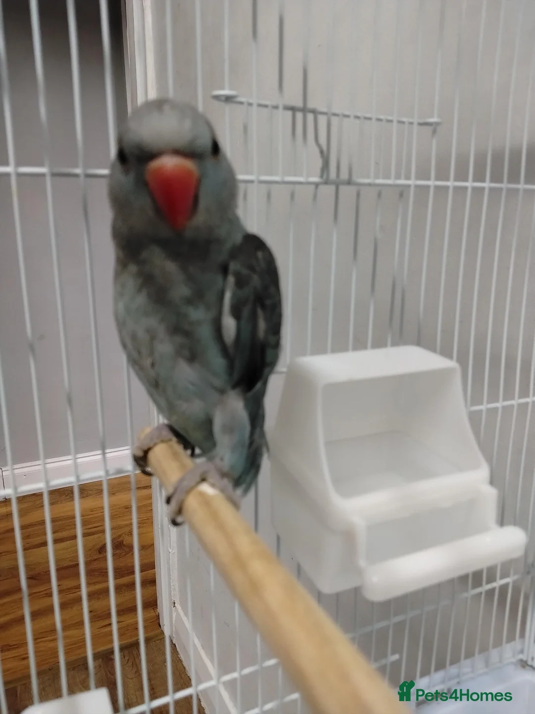 Parrots birds for sale: Indian ring neck parrot  in London - Advert 1