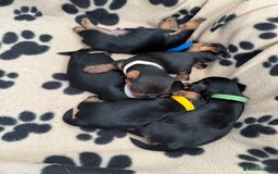 Yorkshire Terrier dogs for sale: ❤️Miniature yorkshire terrier puppies ☘️ - Image 7