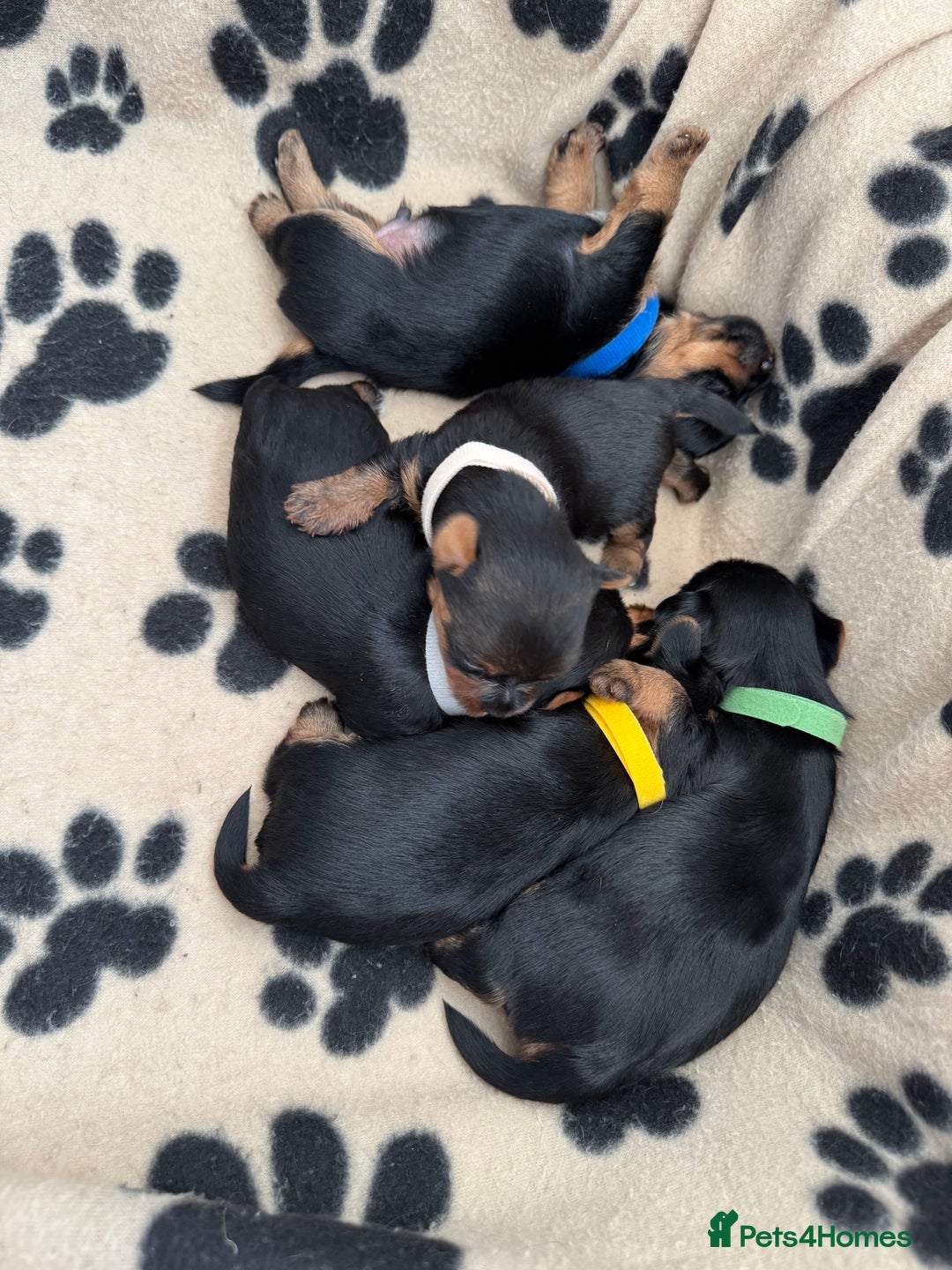 Yorkshire Terrier dogs for sale: ❤️Miniature yorkshire terrier puppies ☘️ - Image 7