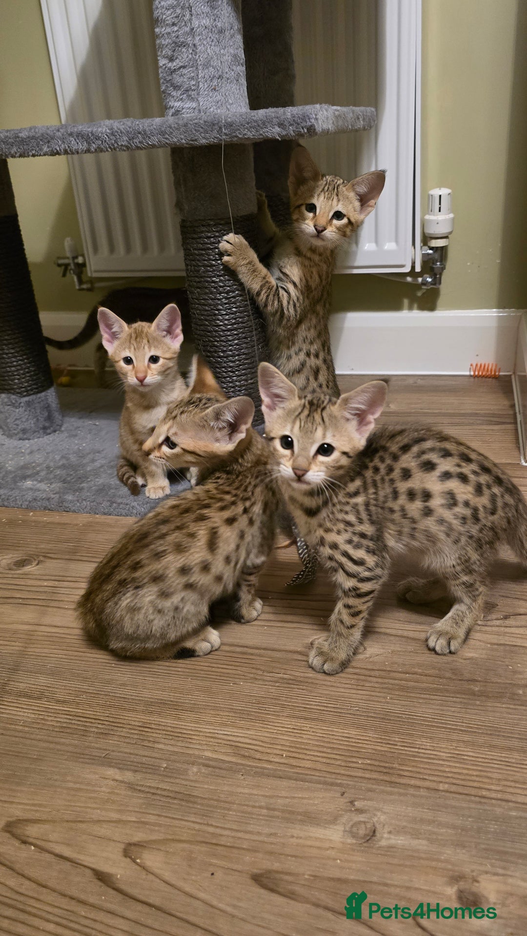Savannah cats for sale: F3 Tica Registered Savannah Kittens  - Advert 3