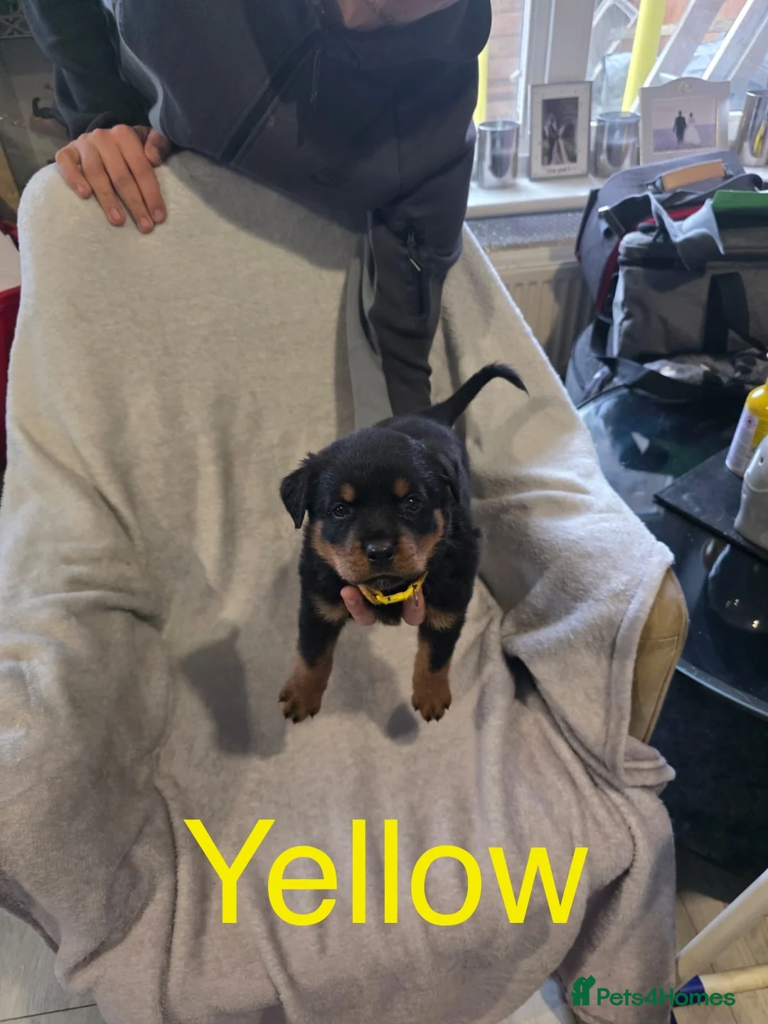 Rottweiler dogs for sale: Purebred Rottweiler Puppies ready to leave  - Advert 7