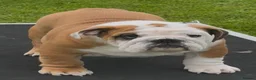 English Bulldog dogs for sale: 16month fabulous standard bulldog, male - Advert 3