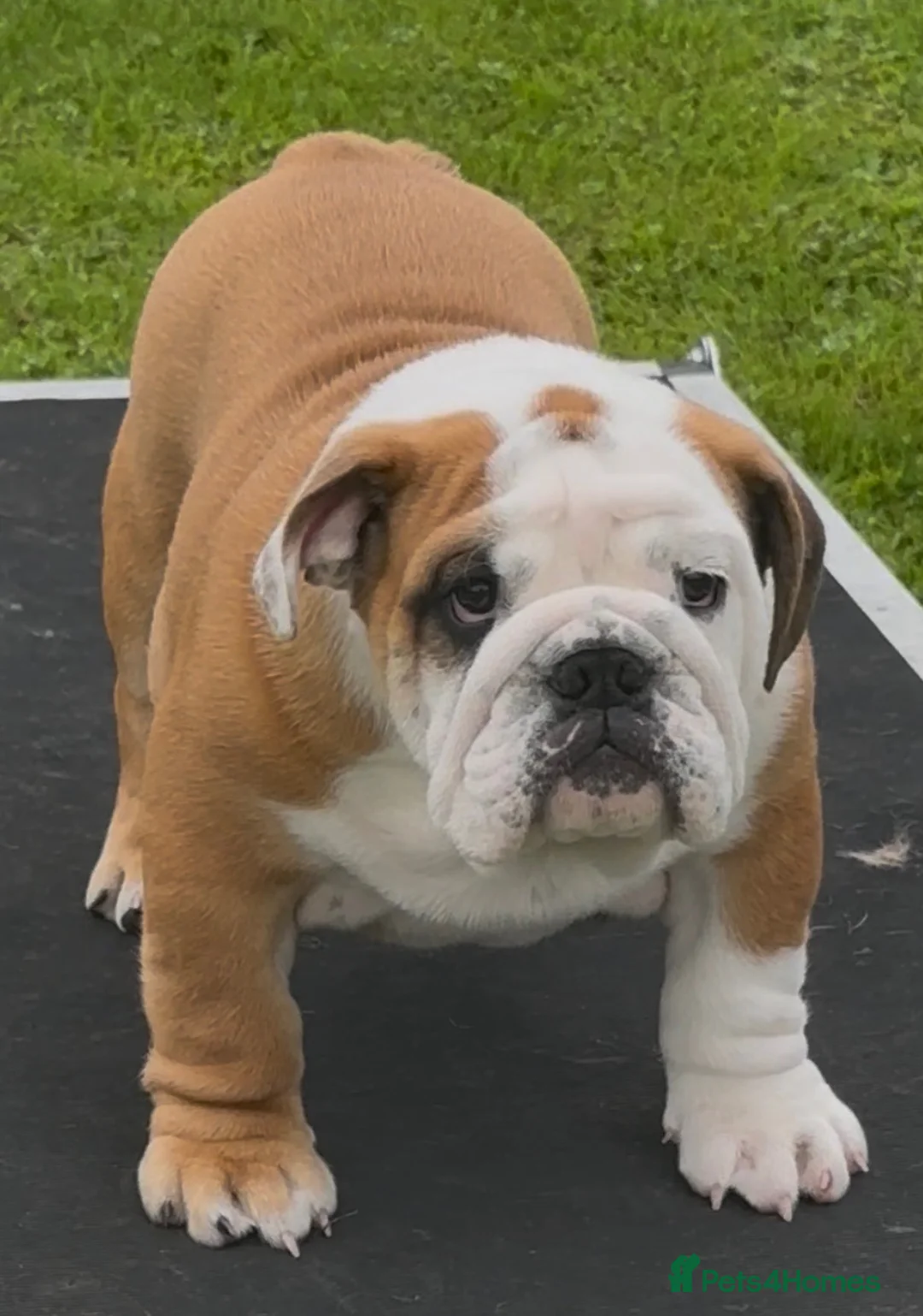 English Bulldog dogs for sale: 16month fabulous standard bulldog, male - Advert 3