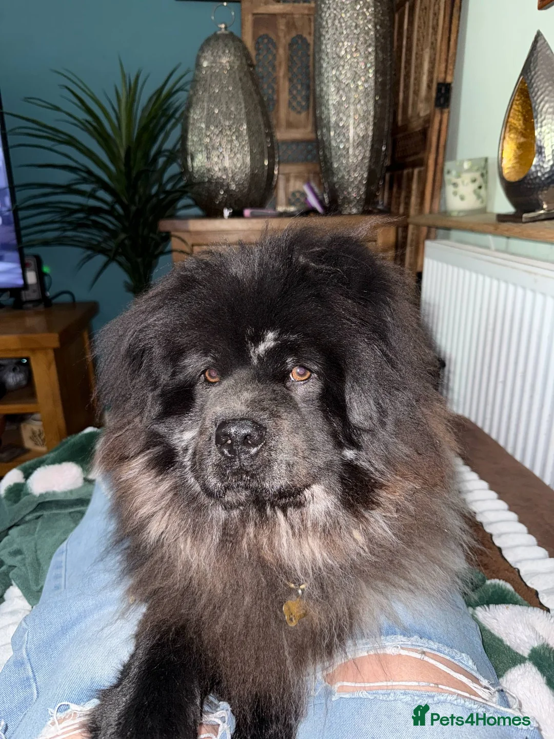 Mixed Breed dogs for sale: Black Chow Pom breed - Advert 4
