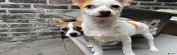 Mixed Breed dogs for sale: 3 Small Mixed breed puppies  in Manchester - Advert 13