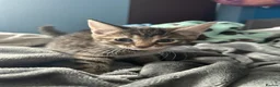 Mixed Breed cats for sale: Beautiful kittens for sale. read description.  - Advert 14