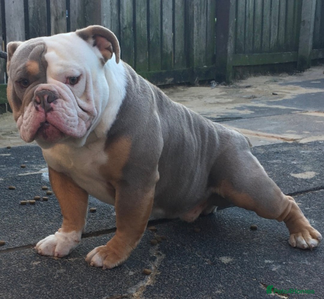Olde English Bulldogge dogs for stud: Old English bulldog  - Advert 8
