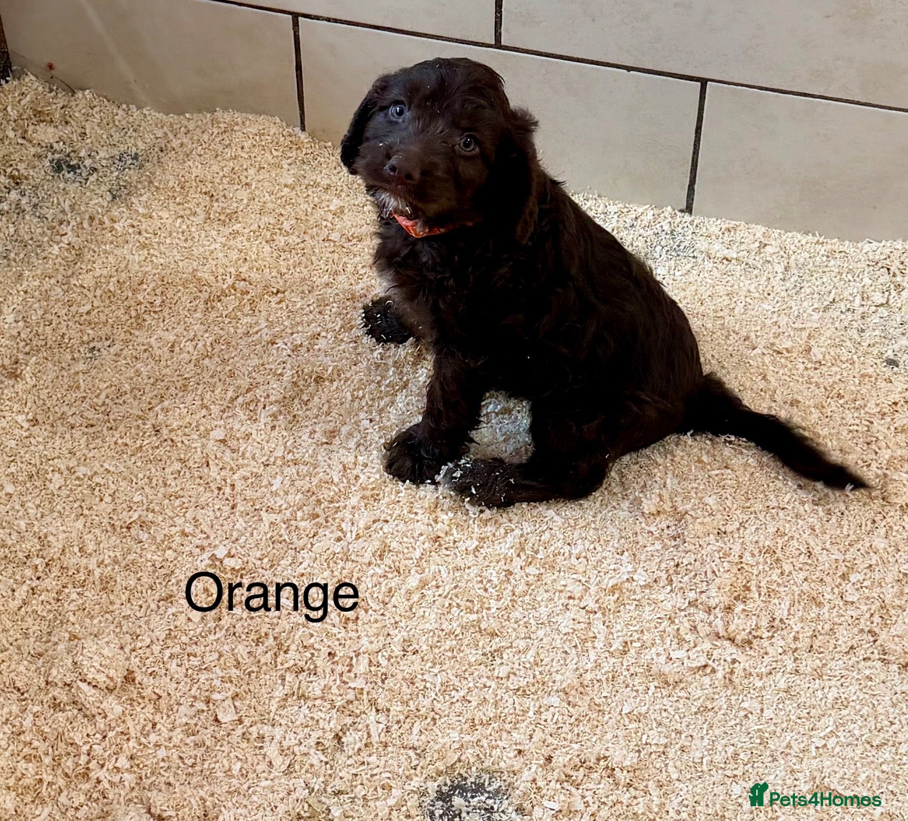Sproodle dogs Sproodle Puppies from experienced, licensed breedr - Advert 1