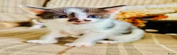 Mixed Breed cats for sale: Gorgeous friendly kittens  - Advert 5